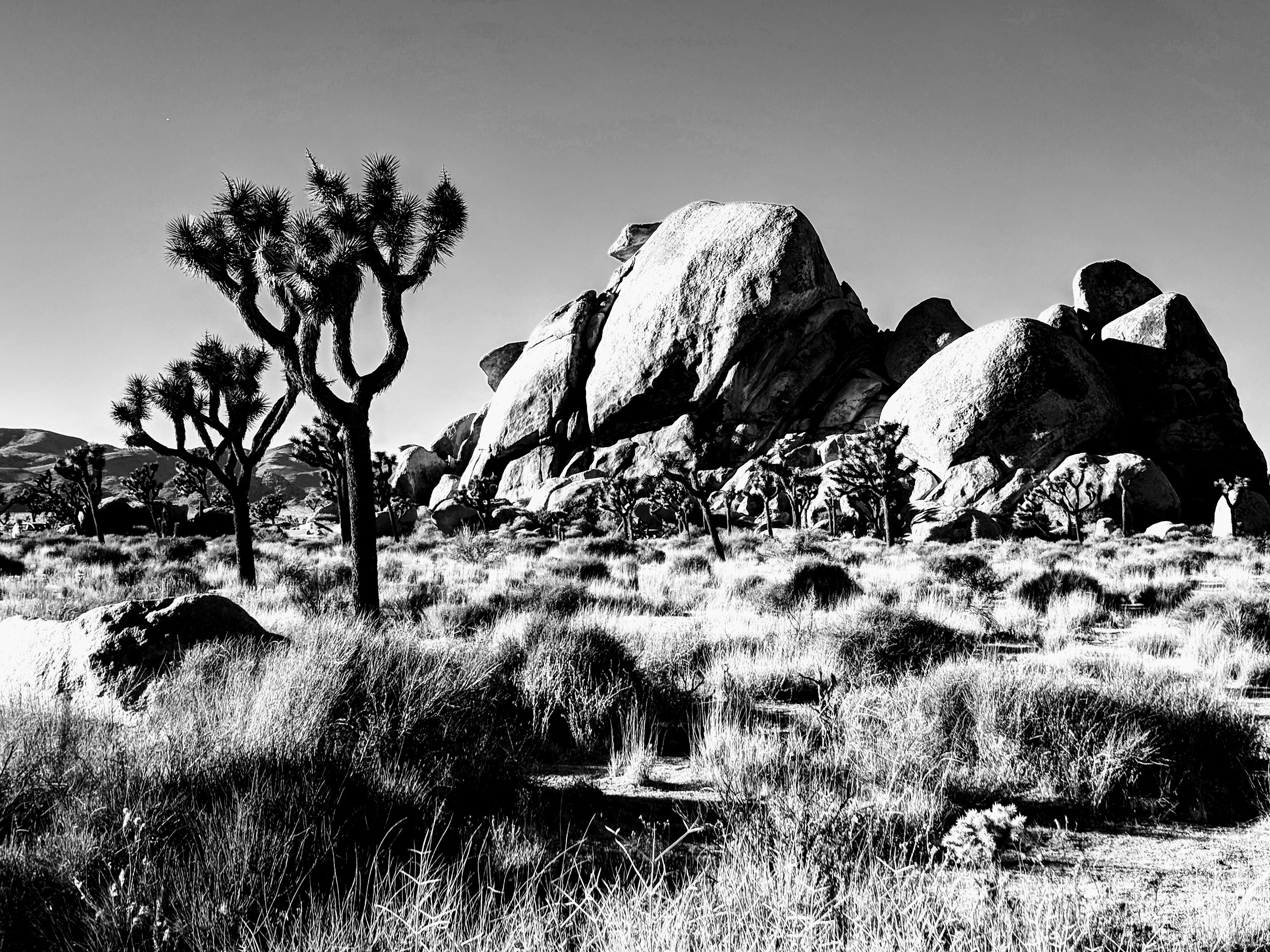 Exploring the California Desert – Visiting Joshua Tree