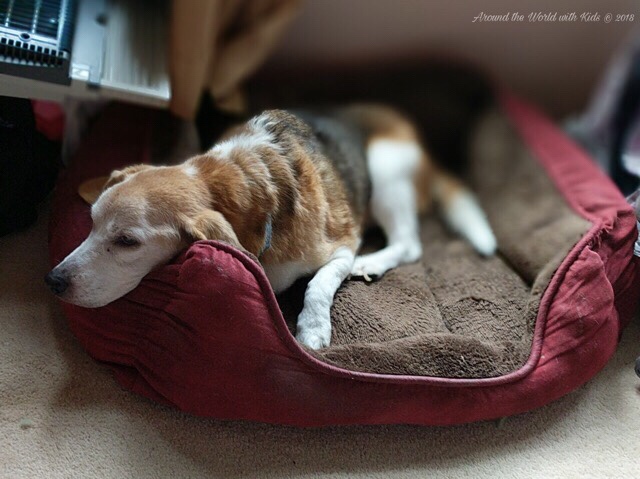 Beloved – Old Dog Seeks Adventure