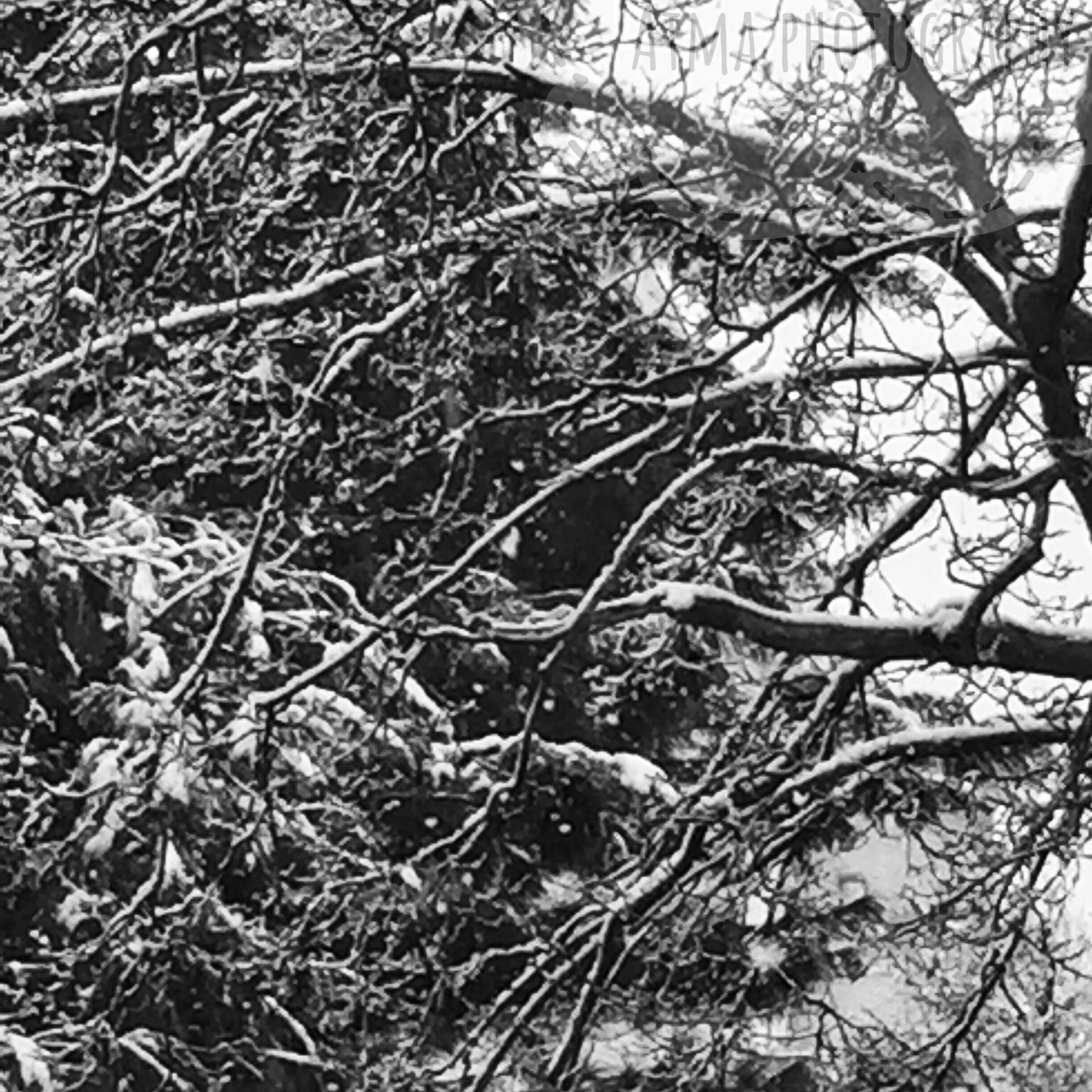 Prolific – Snow in Spring