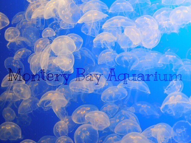 Monterey Bay Aquarium – Where Sea Life is All Around You