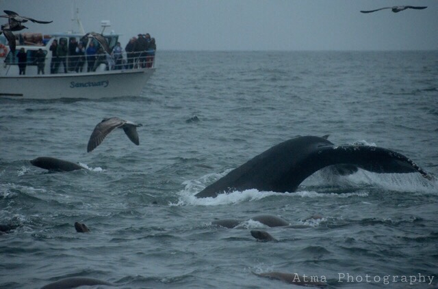 Whale Watching – Majesty on the Open Seas