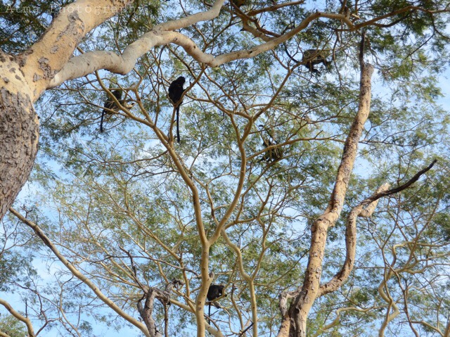 Monkeys and Deer and Starlings, Oh My! – Bali Barat National Park