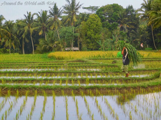 A Day in the Balinese Life